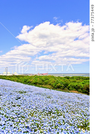 ネモフィラ(ひたち海浜公園) ネモフィラ(ひたち海浜公園) 77375449