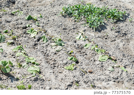 ふきの植え付け ふきの植え付け 77375570