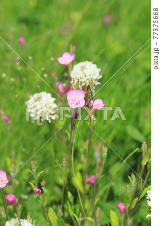 身近な草花　シロツメクサとユウゲショウ　 77375668