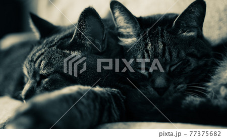 仲良く寝る猫 77375682