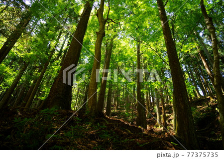 奈良・五月の春日山原始林9 77375735