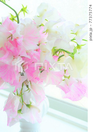 窓辺のピンクの花 スイートピーフラワーの写真素材