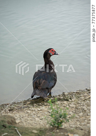 鳥 野鳥 アヒル 77375877