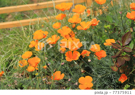 オレンジ色のカリフォルニアポピー (花菱草) オレンジ色のカリフォルニアポピー (花菱草) 77375911
