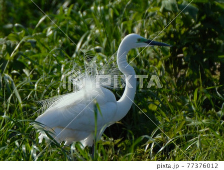 美しく着飾ったチュウダイサギ 飾り羽と婚姻色 美しく着飾ったチュウダイサギ 飾り羽と婚姻色 77376012