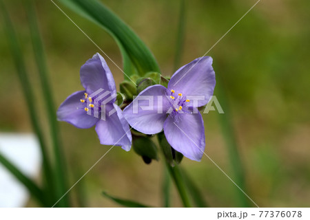 ムラサキツユクサ スイート・ケイト ムラサキツユクサ スイート・ケイト 77376078