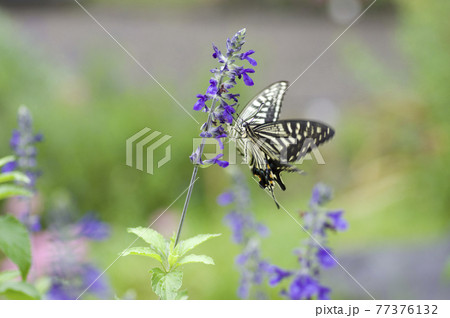 アゲハチョウが花の蜜を吸っています。学名はPapilionidaeです。 アゲハチョウが花の蜜を吸っています。学名はPapilionidaeです。 77376132