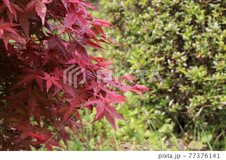 春に赤い葉の出猩々の写真素材 春に赤い葉の出猩々の写真素材