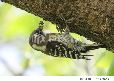 コゲラ_エサ取り_Japanese Pygmy Woodpecker 77376231