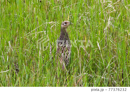 草地のキジ_雌_Green Pheasant 草地のキジ_雌_Green Pheasant 77376232