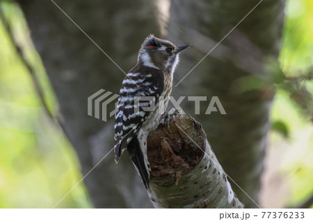 赤いラインが見えるコゲラ_Japanese Pygmy Woodpecker 77376233