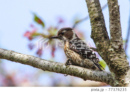 コゲラ_Japanese Pygmy Woodpecker 77376235