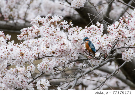 カワセミと桜_Common Kingfisher_Cherry blossom  77376275
