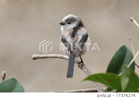 見返りエナガ_Long-tailed tit 見返りエナガ_Long-tailed tit 77376276