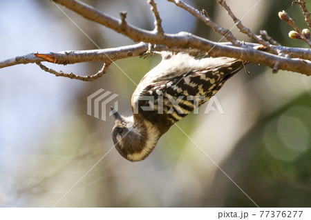 枝にぶら下がるコゲラ_Japanese Pygmy Woodpecker 77376277