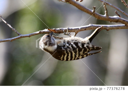 エサを探すコゲラ_Japanese Pygmy Woodpecker 77376278