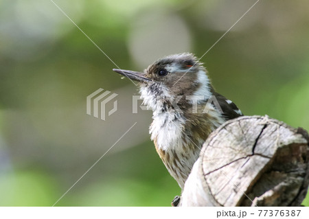 コゲラの横顔アップ_Japanese Pygmy Woodpecker 77376387