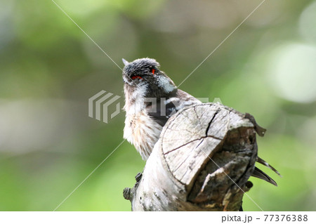 赤い二本ラインのコゲラ_Japanese Pygmy Woodpecker 77376388