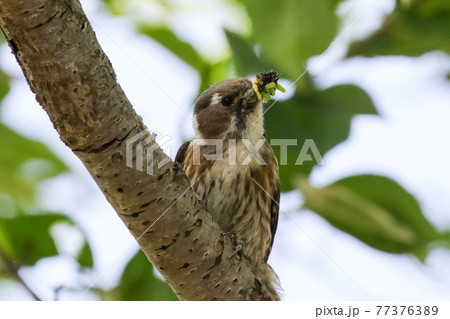 エサをいっぱい咥えるコゲラ_Japanese Pygmy Woodpecker 77376389