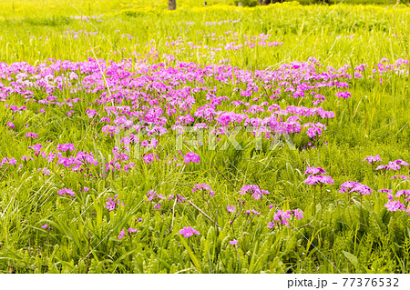 埼玉県さいたま市特別天然記念物　田島が原さくら草公園 77376532