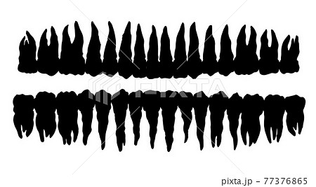 The layout of the teeth. Vector drawing The layout of the teeth. Vector drawing 77376865