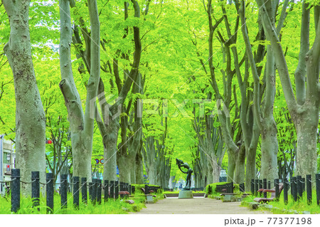 仙台市春の定禅寺通り 77377198