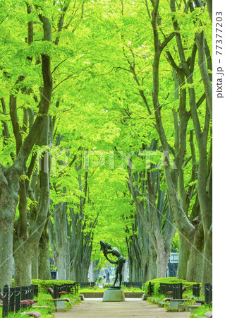 仙台市春の定禅寺通り 77377203