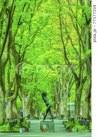 仙台市春の定禅寺通り 77377208