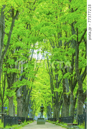 仙台市春の定禅寺通り 77377218