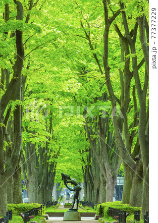 仙台市春の定禅寺通り 仙台市春の定禅寺通り 77377229