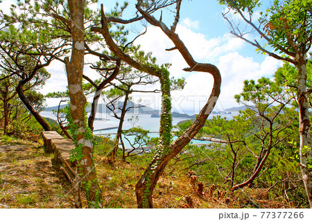 【沖縄】座間味島 高月山園地展望所の自然と慶良間諸島 【沖縄】座間味島 高月山園地展望所の自然と慶良間諸島 77377266
