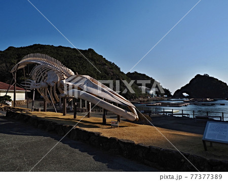 太地町立くじらの博物館の風景 太地町立くじらの博物館の風景 77377389