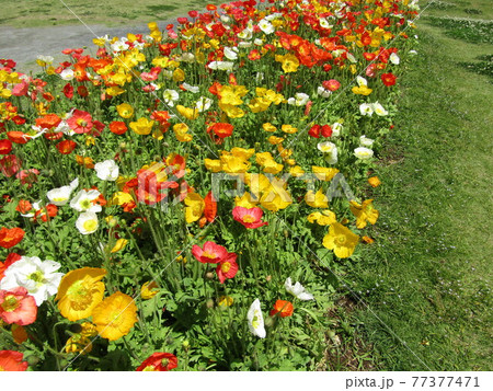 ポピーの白色とオレンジ色と赤色の花 ポピーの白色とオレンジ色と赤色の花 77377471