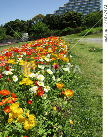 ポピーの白色とオレンジ色と赤色の花 ポピーの白色とオレンジ色と赤色の花 77377472