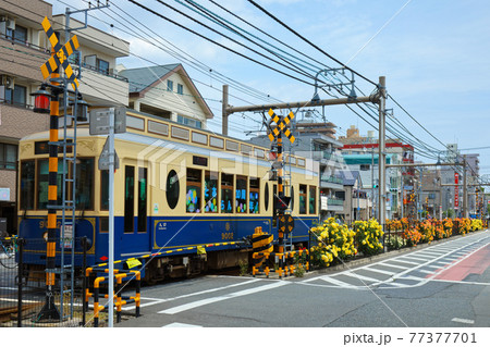 都電沿線のカラフルなバラの花と路面電車 宝くじ号 都電沿線のカラフルなバラの花と路面電車 宝くじ号 77377701