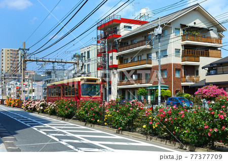 都電沿線のカラフルなバラの花と路面電車 77377709