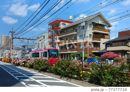 都電沿線のカラフルなバラの花と路面電車 77377710