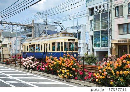 都電沿線のカラフルなバラの花と路面電車　宝くじ号 77377711