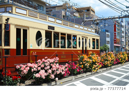 都電沿線のカラフルなバラの花と路面電車　宝くじ号 77377714