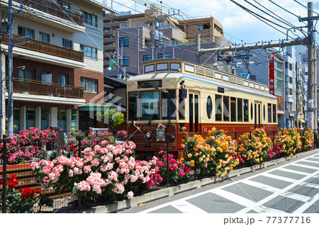 都電沿線のカラフルなバラの花と路面電車　宝くじ号 77377716