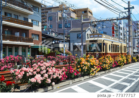 都電沿線のカラフルなバラの花と路面電車 宝くじ号 都電沿線のカラフルなバラの花と路面電車 宝くじ号 77377717