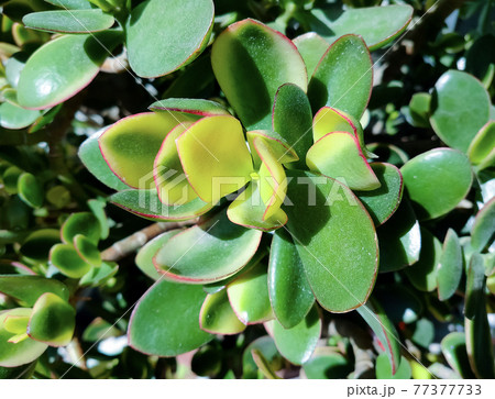 金のなる木 金のなる木 77377733