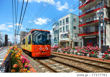 都電沿線のカラフルなバラの花と路面電車 都電沿線のカラフルなバラの花と路面電車 77377761
