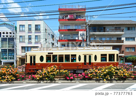 都電沿線のカラフルなバラの花と路面電車 宝くじ号 都電沿線のカラフルなバラの花と路面電車 宝くじ号 77377763