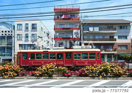都電沿線のカラフルなバラの花と路面電車 都電沿線のカラフルなバラの花と路面電車 77377792