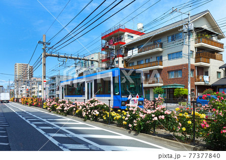都電沿線のカラフルなバラの花と路面電車 77377840