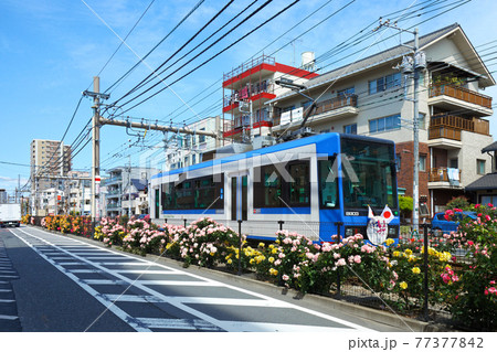 都電沿線のカラフルなバラの花と路面電車 都電沿線のカラフルなバラの花と路面電車 77377842