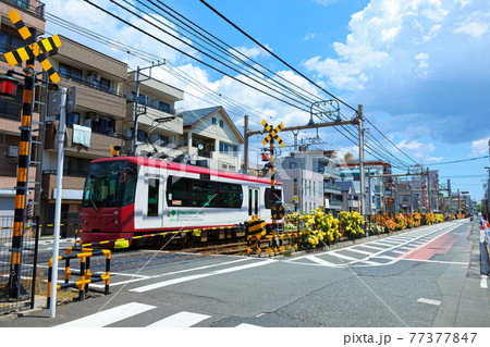 都電沿線のカラフルなバラの花と路面電車 77377847