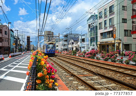 都電沿線のカラフルなバラの花と路面電車 77377857