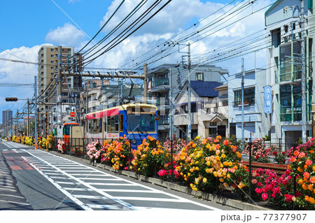 都電沿線のカラフルなバラの花と路面電車 77377907